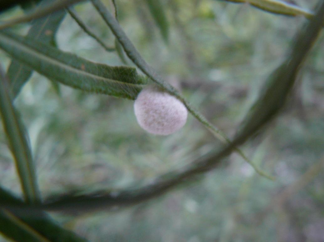 galla salice ripariolo